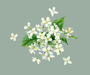Small bouquet of watercolor white jasmine . For greetings, invitations, weddings, anniversaries and birthday

