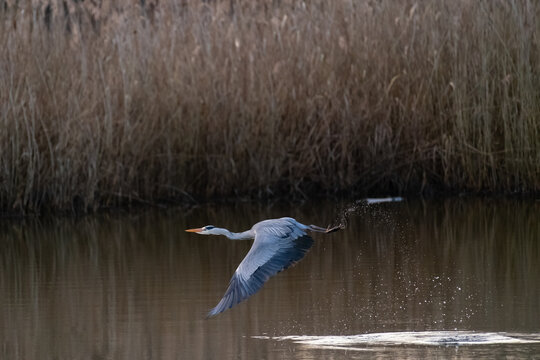 Ein Graureiher fliegt &uuml;ber einen Teich