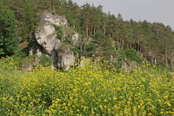 Felsen in der Fränkischen Schweiz