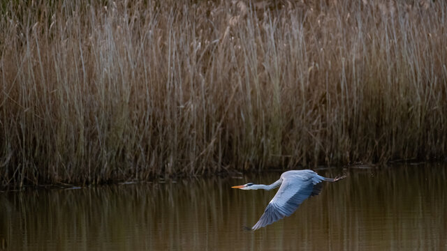 Ein Graureiher fliegt &uuml;ber einen Teich