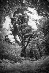 Infrared woodland in black and white 