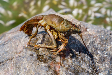 Dead cancer on the banks of a dirty river