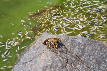 Dead cancer on the banks of a dirty river