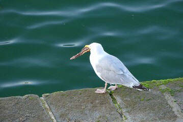 black headed gull