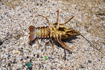 Dead cancer on the banks of a dirty river