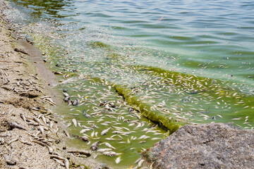 Dead small fish on the shore of the reservoir due to warming