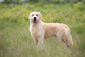 Golden retriever dog standing in the field in summer