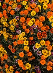 Bright big orange flowers background