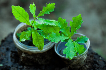 An little oak in a flower pot. Tree planting. Potted Seedlings and Young Plants in Greenhouse. Concept of the environment.