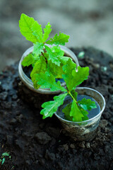 An little oak in a flower pot. Tree planting. Potted Seedlings and Young Plants in Greenhouse. Concept of the environment.