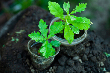 An little oak in a flower pot. Tree planting. Potted Seedlings and Young Plants in Greenhouse....
