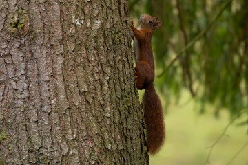 Ein Eichhörnchen kletter an einem Baumstamm hoch