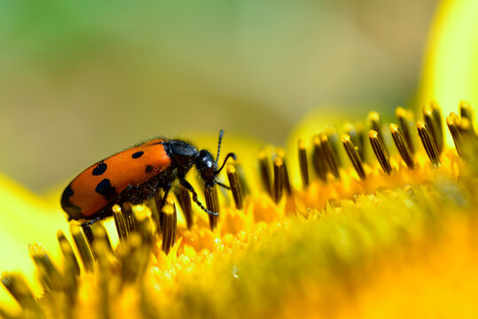 Macro Mylabris quadripunctata feeding on a sunflower and seen from profile