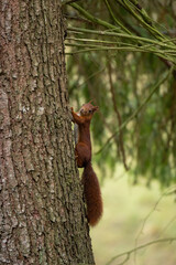 Ein Eichhörnchen kletter an einem Baumstamm hoch