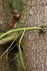 Ein Eichhörnchen kletter an einem Baumstamm hoch