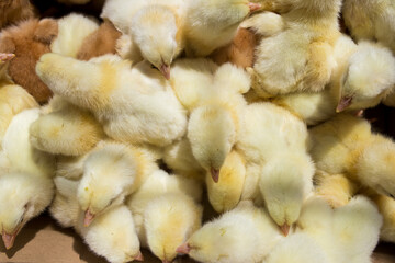 Little yellow chickens top view. A group of diurnal cute beautiful chickens.