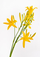 day-lily isolated on the white
