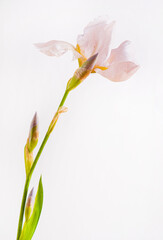 iris isolated on the white