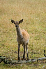 Junger Rothirsch steht auf Waldlichtung