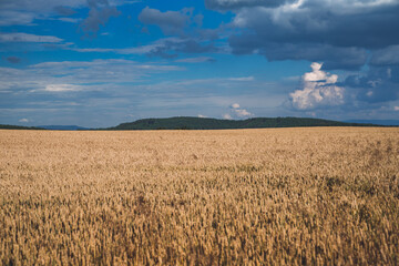 wheat field and blue sky