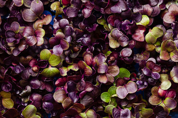 young purple radish plant background