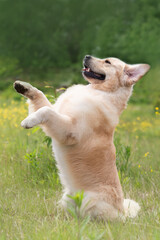 Portrait of cute Golden retriever dog standing on hind legs outdoors in in the field