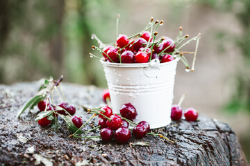 Fresh cherries in bowl. Close up view of pile of red ripe cherries. Red fruits in garden.