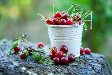 Fresh cherries in bowl. Close up view of pile of red ripe cherries. Red fruits in garden.