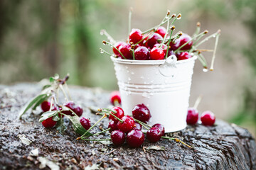 Fresh cherries in bowl. Close up view of pile of red ripe cherries. Red fruits in garden.