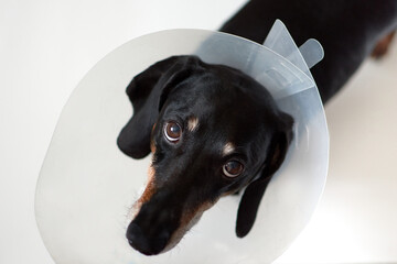 Sad dog lying on a bed sick with vet plastic Elizabethan collar on neck. A dachshund in a dog collar. Treatment of Pets. Operation of dogs and animals. Veterinary clinic for dogs.