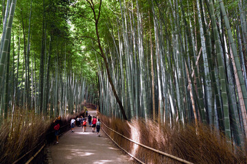 Japan, Kyoto, Arashiyama, view of the bamboo forest