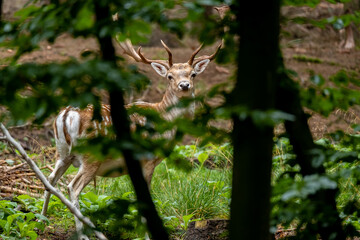Ein Damhirsch im Wald hinter Astwerk