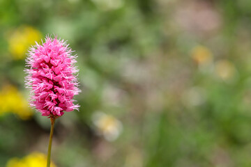 pink flower in the garden
