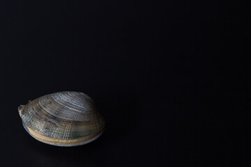 Clam on a black backgorund