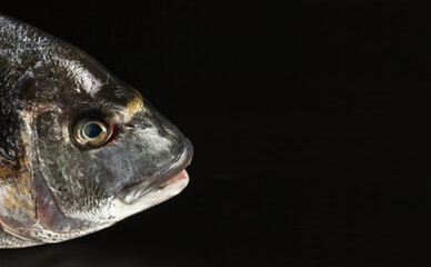 close up of a fish