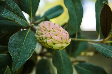 Natural texture and background with green plants and flowers. Summer bright forest background. 