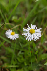 daisy in a meadow