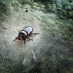 Bug on cement floor
