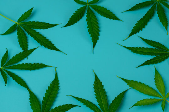 Cannabis leaves on blue background top view with copy space