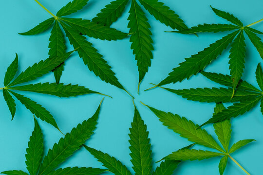 Cannabis leaves in circle. Blue background. Top view on marijuana green leaf. Design weed