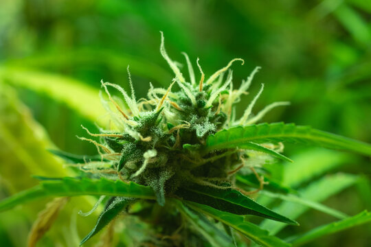 Bud cannabis plant with leaf, marijuana macro photo. Blurry background. Trichomes and hair with THC