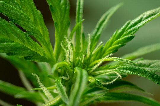 Marijuana cultivation and growing. Hair and green leaf. Cannabis macro