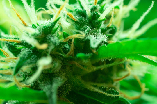 Macro photo of marijuana bud. THC visible, cannabis sativa. Medical weed