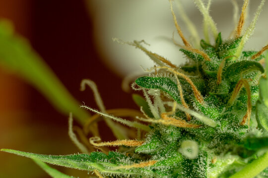 Marijuana bud macro photo, cannabis trichomes, sativa plant. Medical and recreational thc and cbd