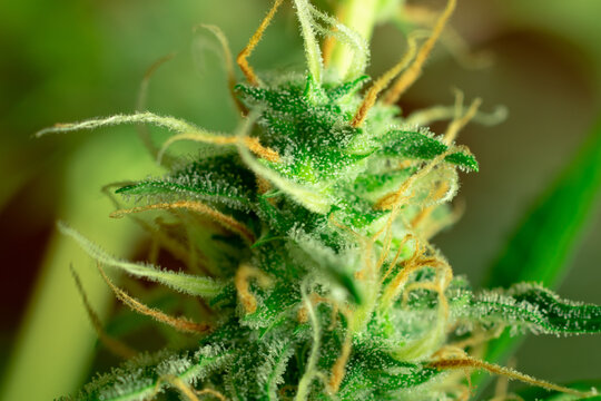 Marijuana macro photo. Cannabis sativa bud close up, blurry background