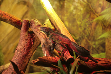 Reptile under an infrared heat lamp. A beautiful rare animal. Aquarium for amphibians, imitation of natural conditions.