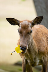 Eine Rothirschkuh kaut auf einen Zweig