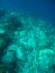 Fototapeta na wymiar under the sea chain caribbean sea Bonaire 