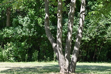 Obraz premium trees in the park