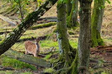 Ein Rothirschkalb allein im Wald